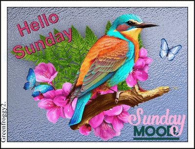 Colorful Bird On Pink Flower Branch With Butterflies GIF