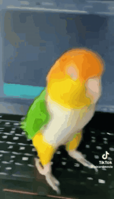 Colorful Bird Standing On Black Surface GIF