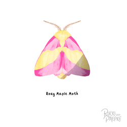Colorful Butterflies Moth  GIF