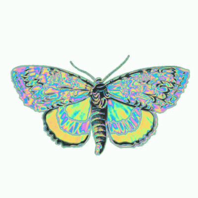 Colorful Butterfly With Black Tail GIF