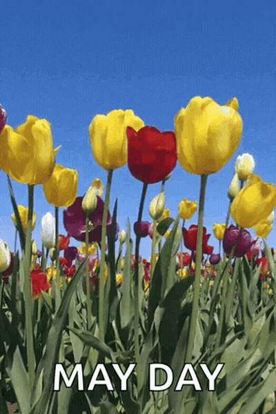 Colorful Flower Field May Day GIF