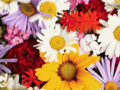 Colorful Flowers With Yellow Center GIF