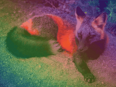 Colorful Fox Laying Looking Camera GIF