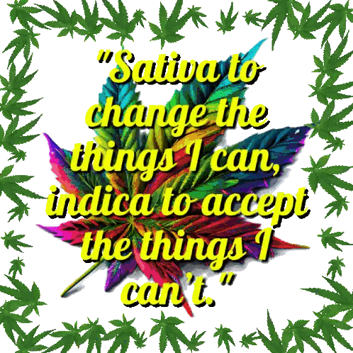 Colorful Marijuana Leaf Sativa Sticker