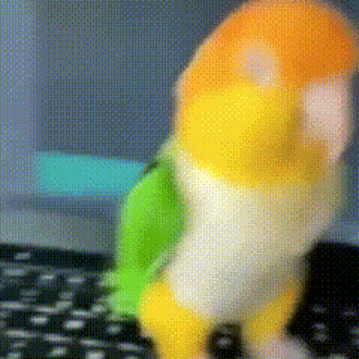 Colorful Parrot On Keyboard GIF