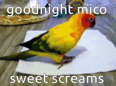 Colorful Parrot Sitting Goodnight Mico Sweet Screams GIF