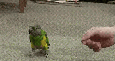 Colorful Parrot Walking Towards Hand