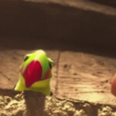 Colorful Parrot With Red Beak On Sandy Surface GIF