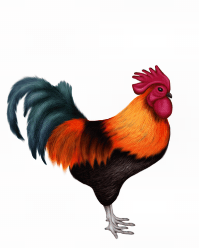 Colorful Rooster With Red Crest On Hind Legs GIF