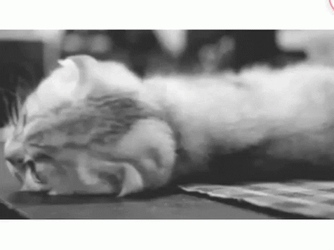 Come And Take It Cute Kitty Upside Down GIF