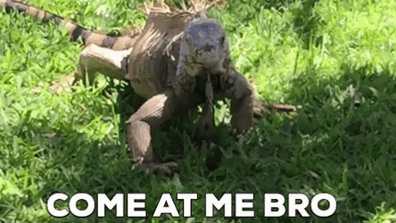Come And Take It Iguana Approaching GIF