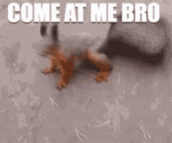 Come At Me Bro Squirrel Meme GIF