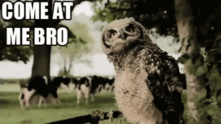Come At Me Sassy Head Spinning Owl  GIF