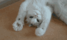 Come Here By Happy Cat Paws GIF