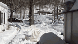 Come Here Catch Dog GIF