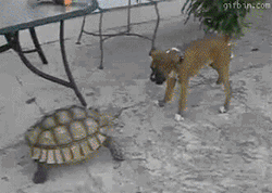 Come Here Turtle Dog GIF