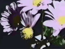 Common Daisy Flowers Showing Petals GIF