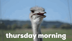 Common Ostrich Thursday Morning Blessings GIF