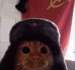 Blabla  - Page 39 Communism-flag-cute-cat-kitten-3hmk1n5fsa6vgadl