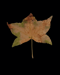 Compilation Different Types Of Fall Leaf GIF