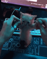Computer Cat Dancing Meme GIF