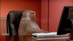 Computer Chill Monkey Typing