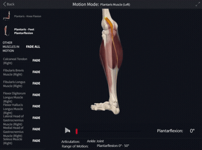 Computer Screen Showing Motion Mode Of Plantaris Muscles GIF