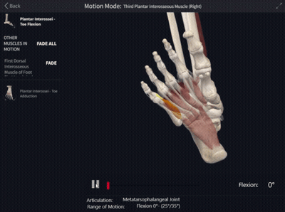 Computer Screen Third Plantar Interosseus Muscle In Motion GIF