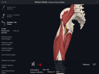 Computer Screen With Skeleton And Muscles Motion Mode GIF