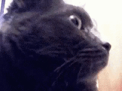 Concerned Black Cat Head Turn Confused GIF