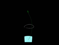 Condolences Sad Animated Dying Rose GIF