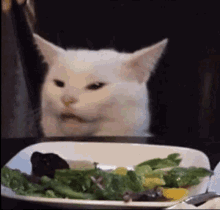 Confused Cat Annoyed With Food GIF