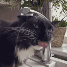 Confused Cat Bathing And Drinking Same Time