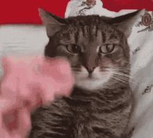 Confused Cat Doesn't Know What's On Its Head GIF