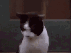 Confused Cat Double Take GIF