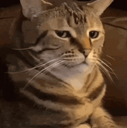 Confused Cat Face For Real GIF