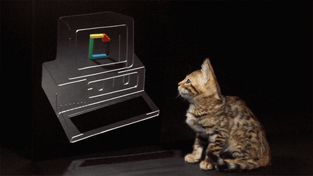 Confused Cat Seeing His Reflection GIF