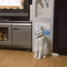 Confused Cat Walking Like Human GIF