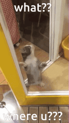 Confused Cat Where   GIF