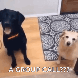 Confused Dog A Group Call GIF