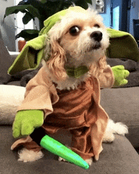 Confused Dog In Yoda Costume  GIF