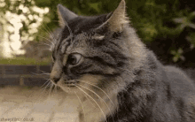 Confused Grey Tiger Cat Dumbfounded