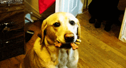 Confused Guilty Dog Looking Around  GIF