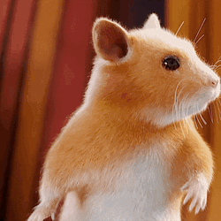 Confused Hamster Dance Feet Taps GIF