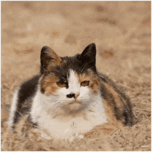 Confused Looking Cat Head Moving  GIF