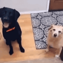 Confused Meme Face Of Dogs GIF