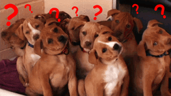 Confused Puppy Question Mark GIF