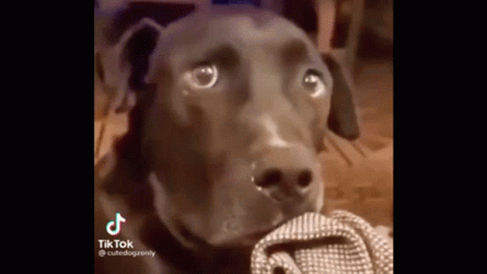 Confused To Surprise Dog Reaction Meme GIF