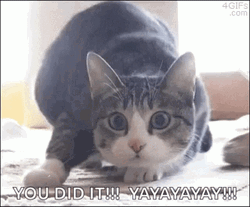 Congrats Shaquille O'Neal Kitty Mash Up Meme GIF