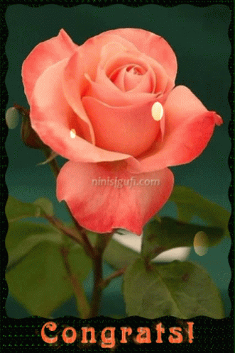 Congratulations Card With Pink Rose GIF
